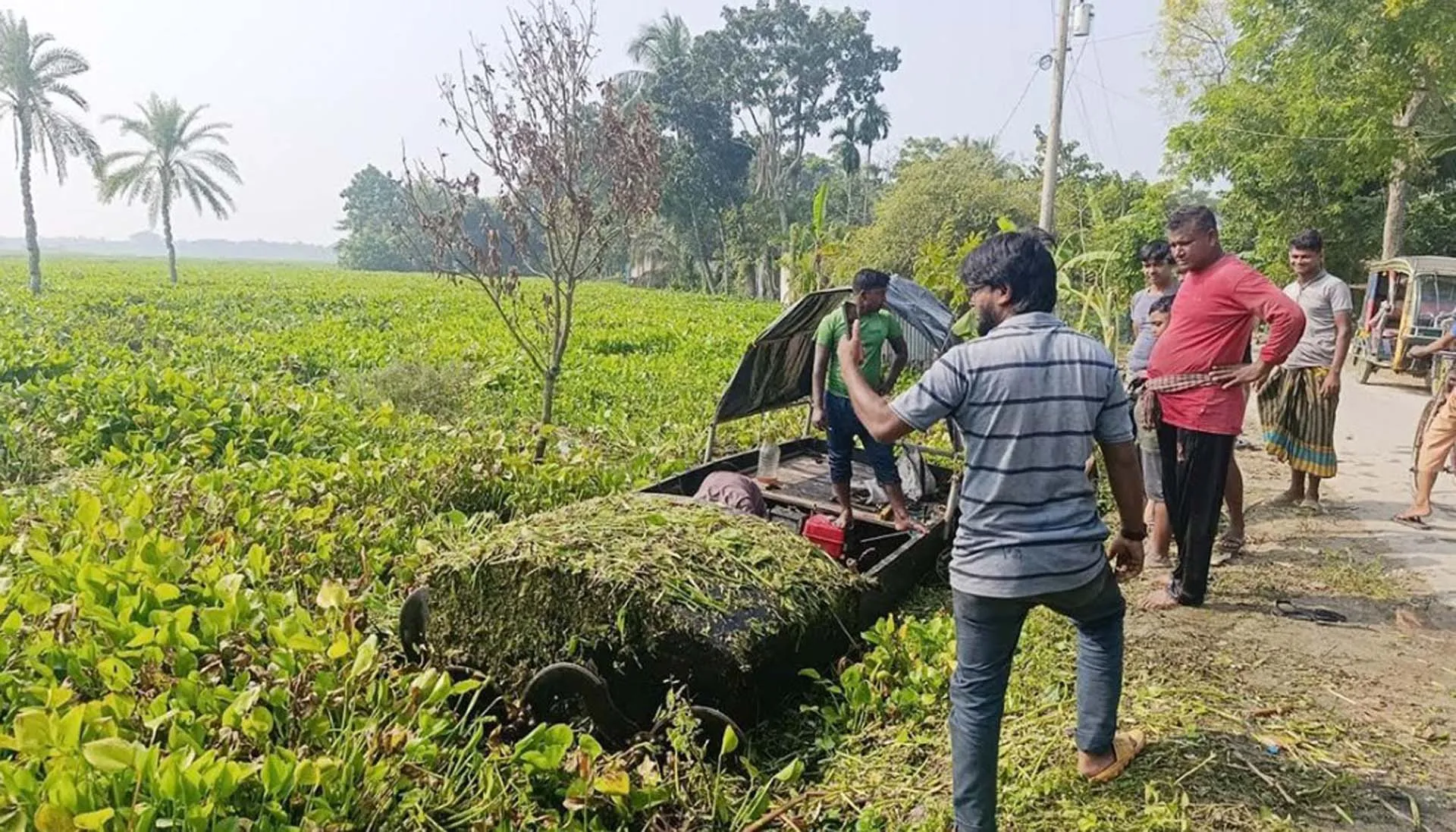 শার্শার ঠেঙামারী বিল : কচুরিপানায় ডুবে আছে হাজার হাজার বিঘা চাষের জমি